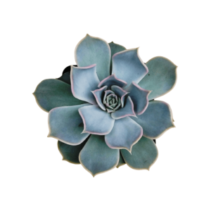 Echeveria Lilacina, широко известная как эхеверия лиловая или эхеверия-призрак, - это очаровательный суккулент, известный своей нежной красотой и приглушенными оттенками сиреневого цвета. Благодаря своим розеткообразным листьям, окрашенным в сиренево-серый цвет, этот вид притягивает к себе внимание и придает элегантность любой коллекции растений.