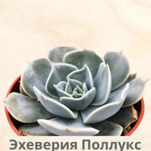Эхеверия Поллукс: Великолепная серебристо-серая эхеверия с широкими листьями, которые при созревании на ярком солнце приобретают нежный сиреневый румянец.