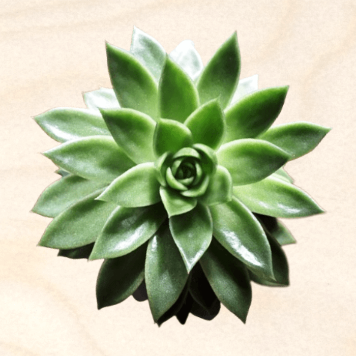Эхеверия Агавовидная (Echeveria Agavoides) купить Изображение продукта Эхеверия Агавовидная, суккулентное растение с толстыми вытянутыми листьями расположенные в виде розетки. Листья светло-зеленого цвета с красными краями, треугольные, сужающиеся к острию. Echeveria Agavoides является популярным выбором для комнатных садов и добавляет нотку естественной красоты в любое пространство.
