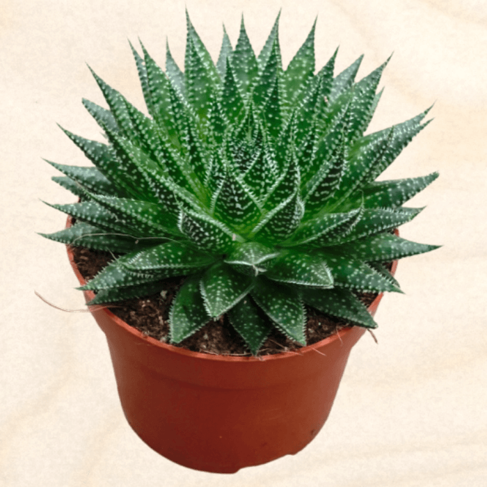 Алоэ Остистое (Aloe Aristata) купить Фотография крупным планом Алоэ Остистое (Aloe Aristata). Это суккулентное растение имеет розетки треугольных мясистых листьев с белыми шипами по краям. Листья имеют яркий зеленый цвет и расположены симметрично.